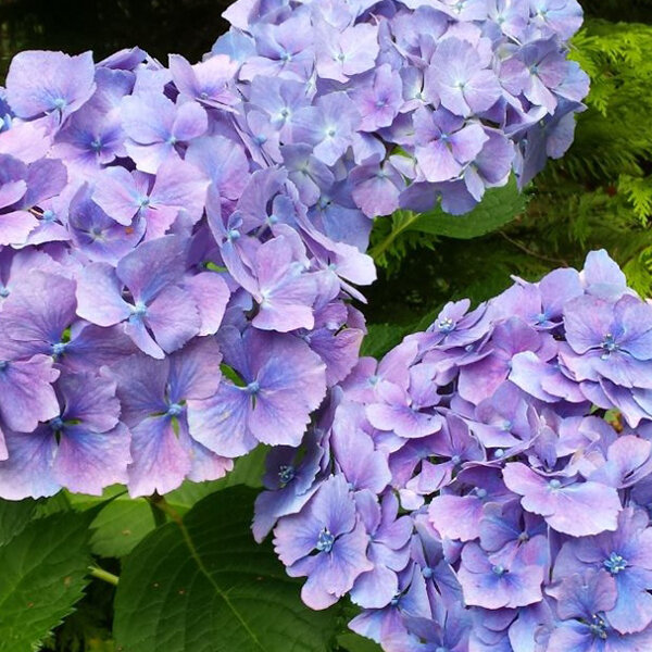 05202030_hydrangea_m