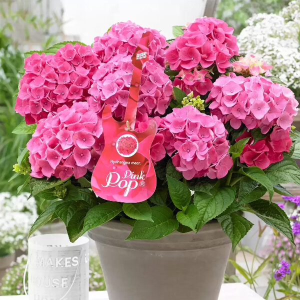 3243834_hydrangea_music_collection_pink_punk_01