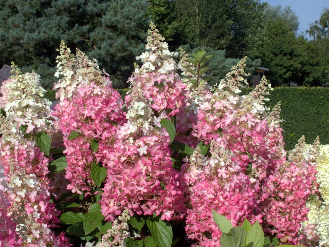6251061_hydrangea_pinky_winky_01