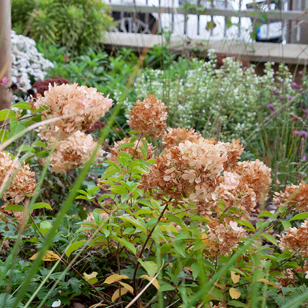 8222711_hydrangea_polar_bear_03