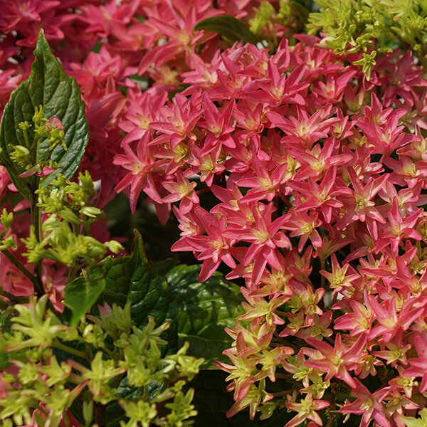 4212708_hydrangea_princess_diana_02