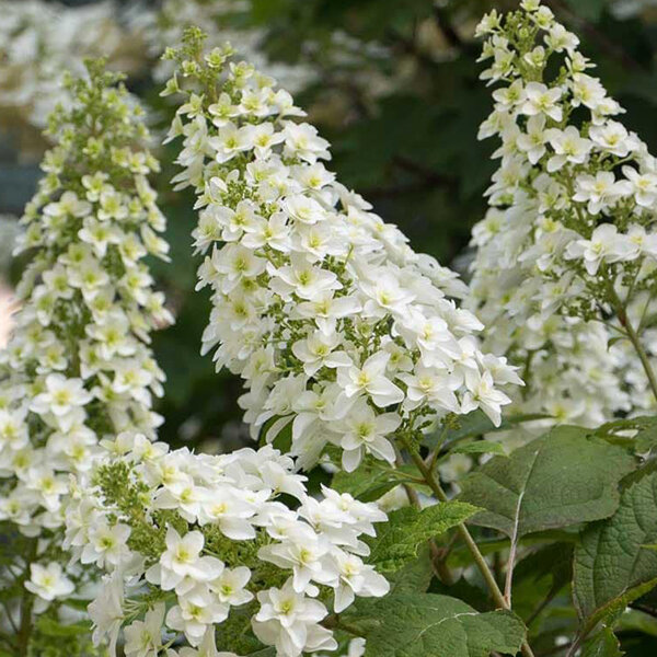 09202343_hydrangea_q