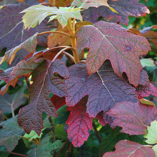 09202343_hydrangea_q_3