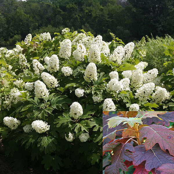 09202343_hydrangea_q_4