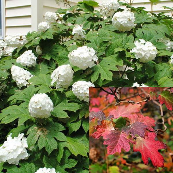 3223413_hydrangea_quercifolia_snow_queen_05