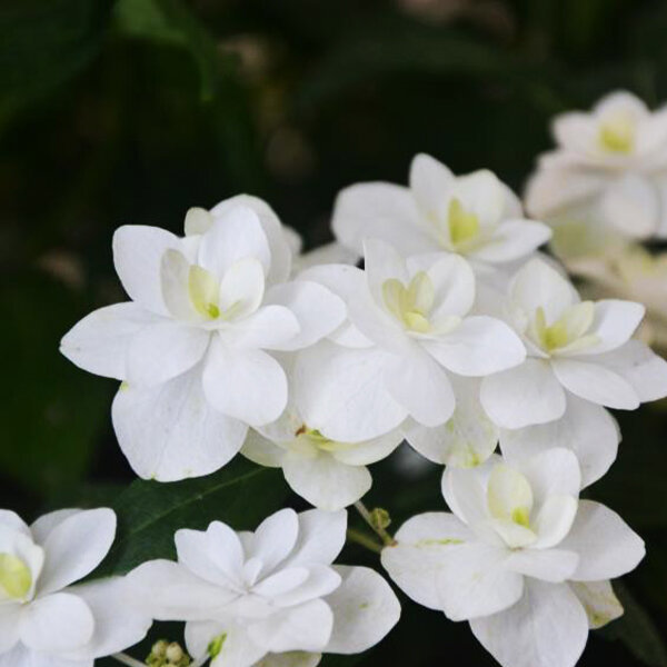 3223298_hydrangea_serr