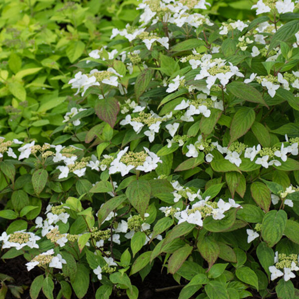 3223298_hydrangea_serr_3