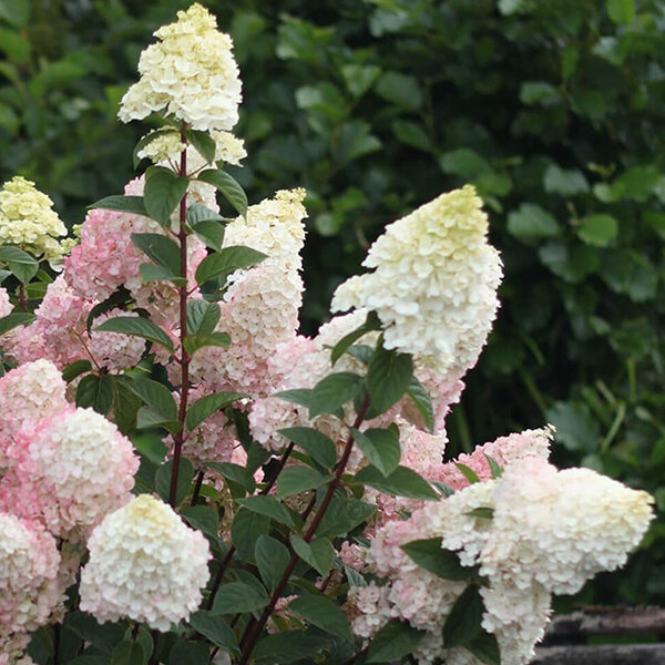 5251561_hydrangea_sundae_fraise_03