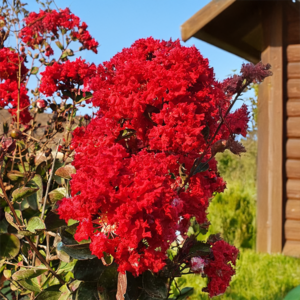 7254745_lagerstroemia_concy_red_01