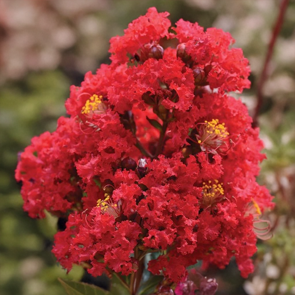 7254745_lagerstroemia_concy_red_02