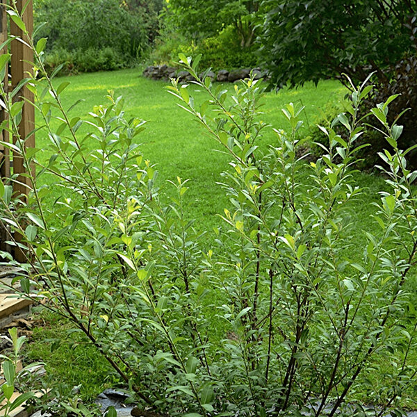 3243419_salix_mount_aso_01