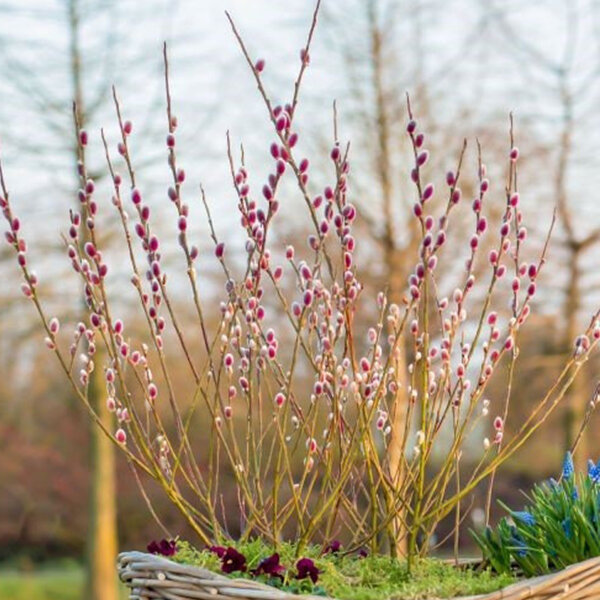 3243419_salix_mount_aso_02