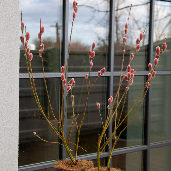 3243419_salix_mount_aso_03