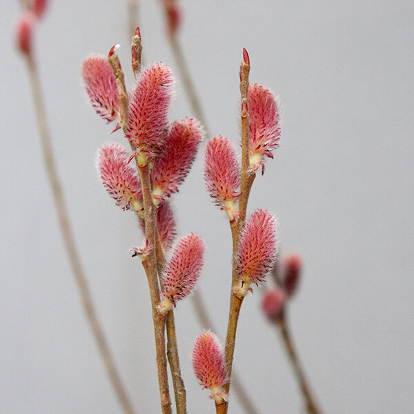 3243419_salix_mount_aso_04