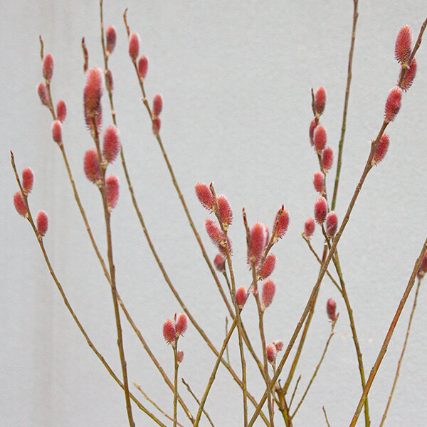 3243419_salix_mount_aso_05