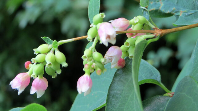 8241572_symphoricarpos_magic_berry_02