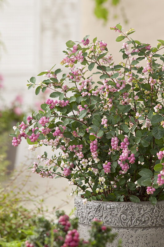 8241572_symphoricarpos_magic_berry_03