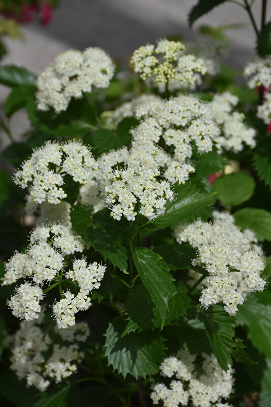 5252536_viburnum_blue_muffin_02