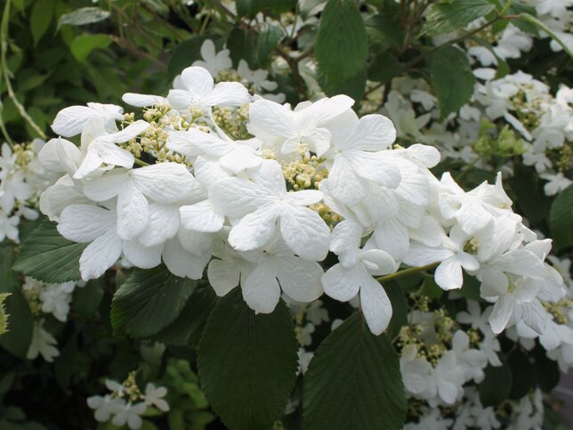 02201576_viburnum_watanabe_01