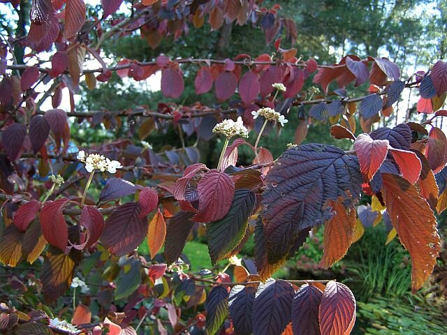 02201576_viburnum_watanabe_03