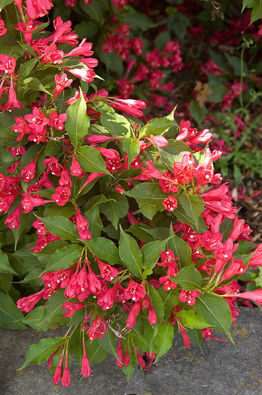 09202345_weigela_lucifer_02