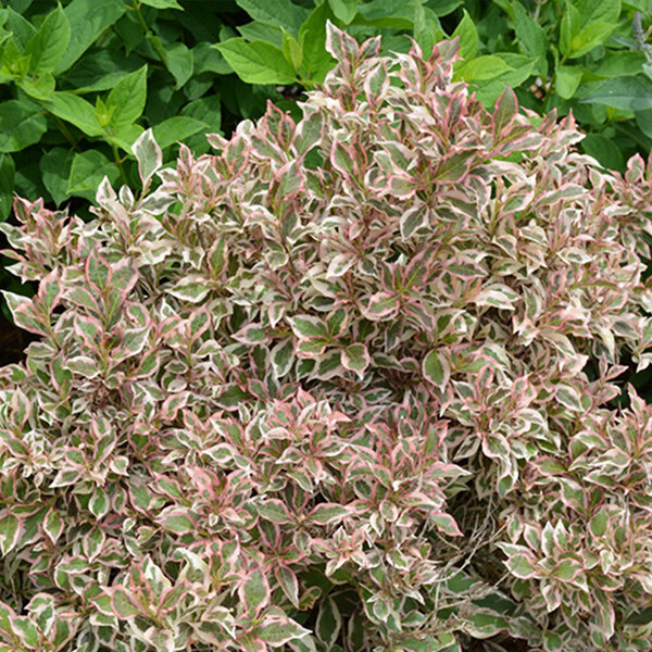 3222537_weigela_monet_02