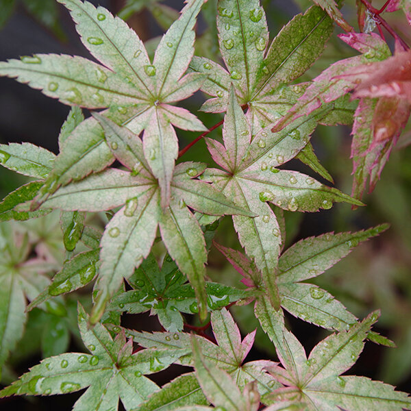 2232735_acer_beni-maiko_01