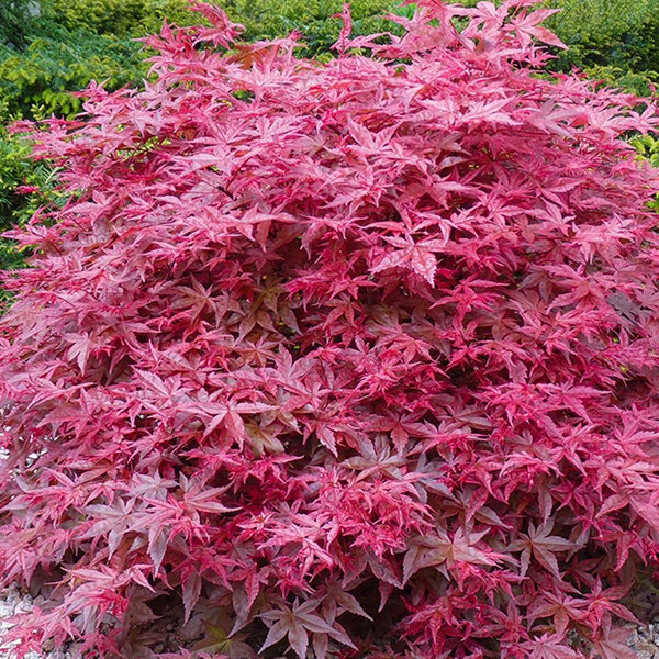 2232735_acer_beni-maiko_02