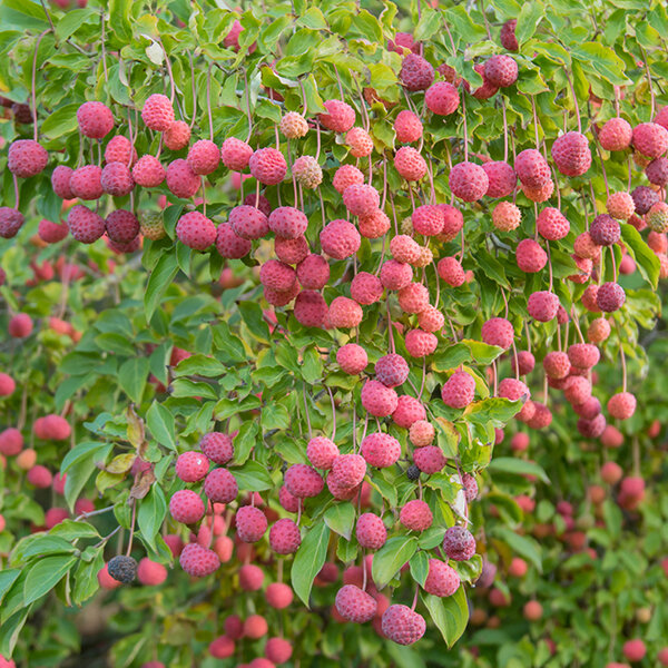 4222698_cornus_kousa_chinensis_02