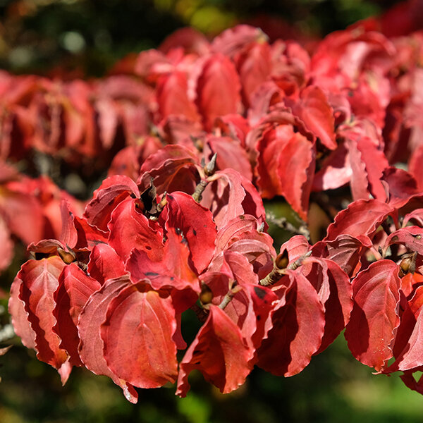 4222698_cornus_kousa_chinensis_03