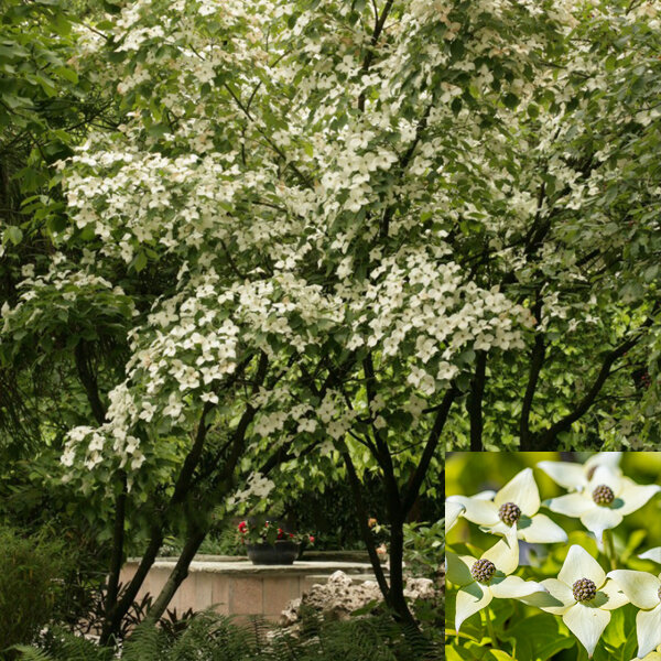 4222698_cornus_kousa_chinensis_04