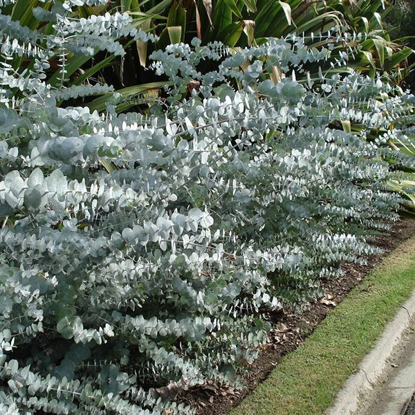 4253973_eucalyptus_baby_blue_01