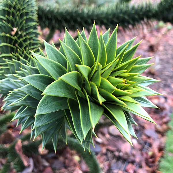 3253799_araucaria_araucana_01