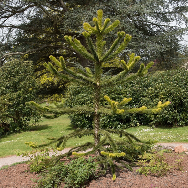 3253799_araucaria_araucana_02