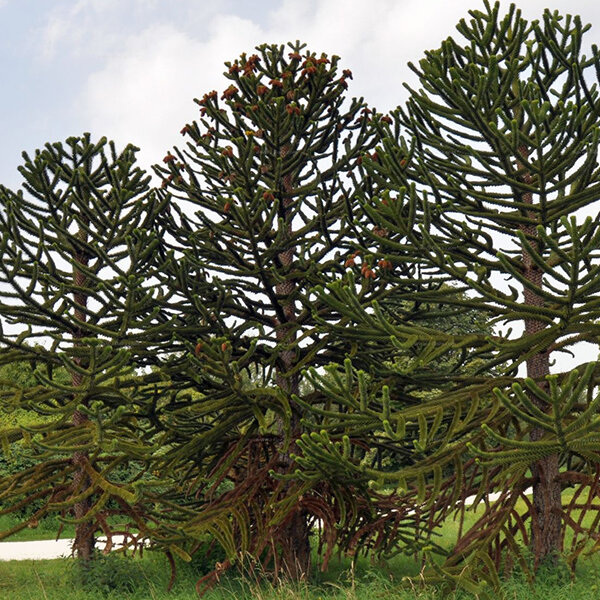 3253799_araucaria_araucana_03