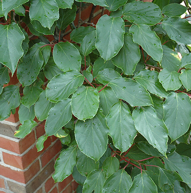 2253005_actinidia_weiki_m_02