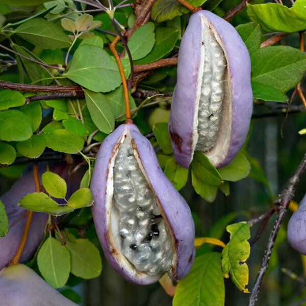 2253328_akebia_alba_02