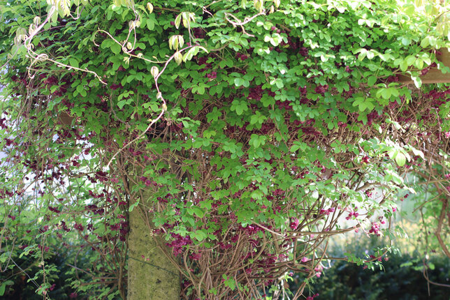 2253006_akebia_quinata_02