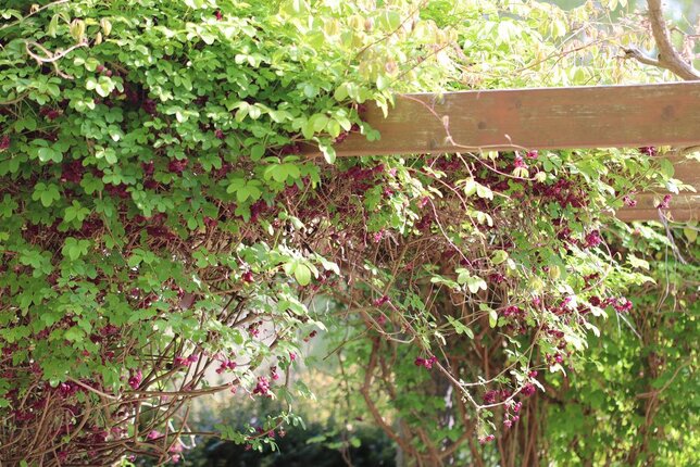 2253006_akebia_quinata_03