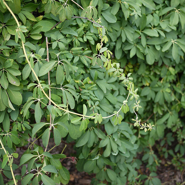 2253734_akebia_silver_bells_01