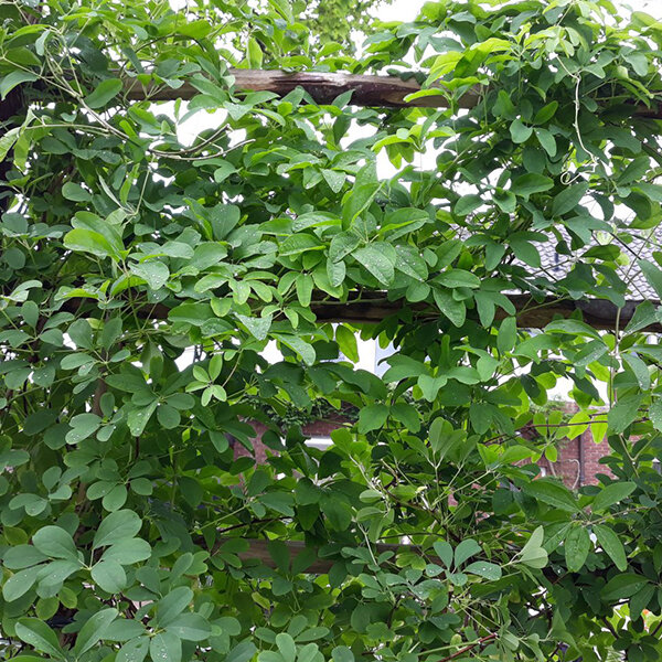 2253734_akebia_silver_bells_02