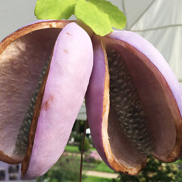 2253734_akebia_silver_bells_04