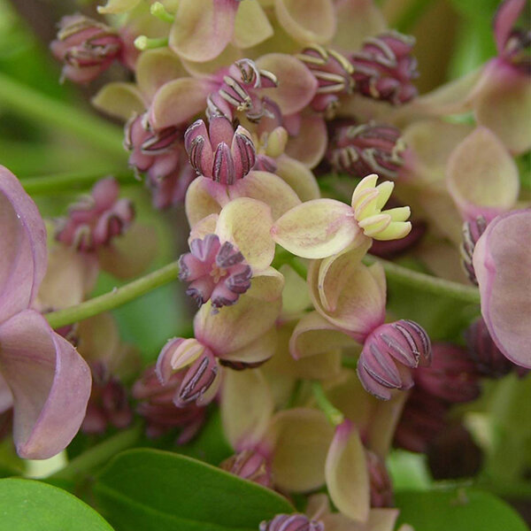 2253734_akebia_silver_bells_05