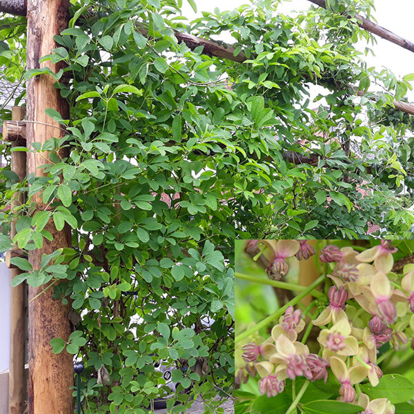 2253734_akebia_silver_bells_08