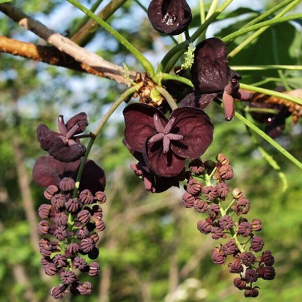 2254505_akebia_trifoliata_01