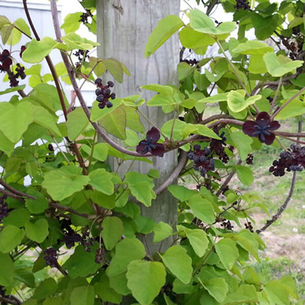 2254505_akebia_trifoliata_02