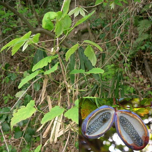 2254505_akebia_trifoliata_03