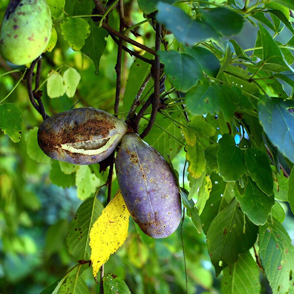 2254505_akebia_trifoliata_04