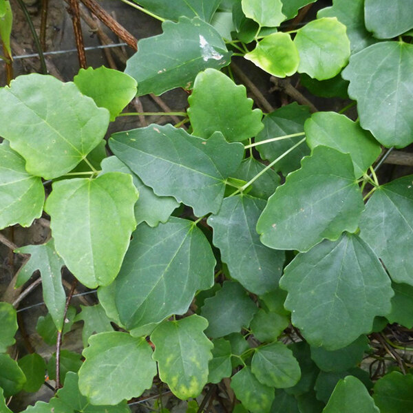 2254505_akebia_trifoliata_05