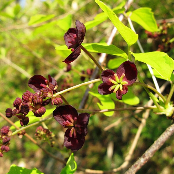 2254505_akebia_trifoliata_07